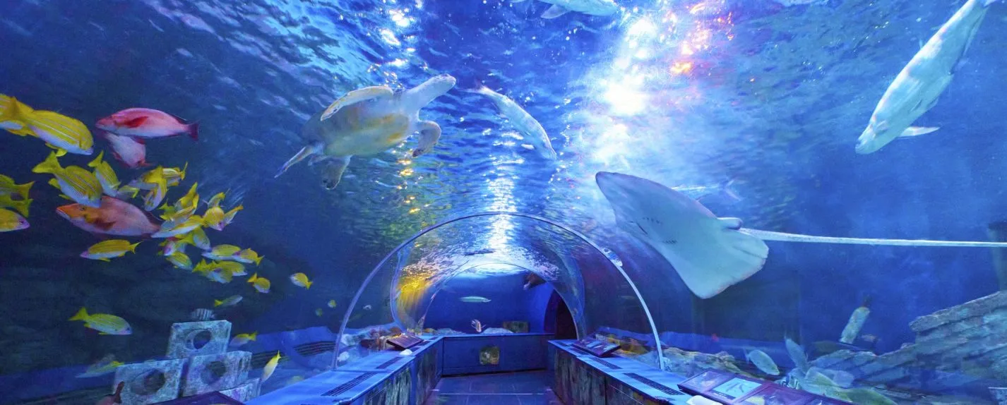 Shinagawa Aquarium: Tickets, Discounts, Tips and Hotels Explained (Oct 2024)